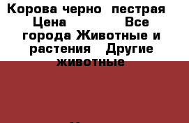 Корова черно- пестрая › Цена ­ 30 000 - Все города Животные и растения » Другие животные   . Ханты-Мансийский,Мегион г.